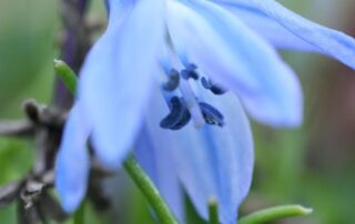 Blue Flower in Serendiipity B&B's gardens